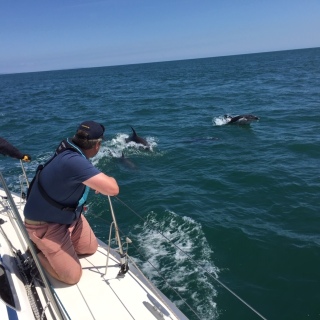 West Country Sailing Experience - Dolphins on the Port Quarter - Solent Boat Training